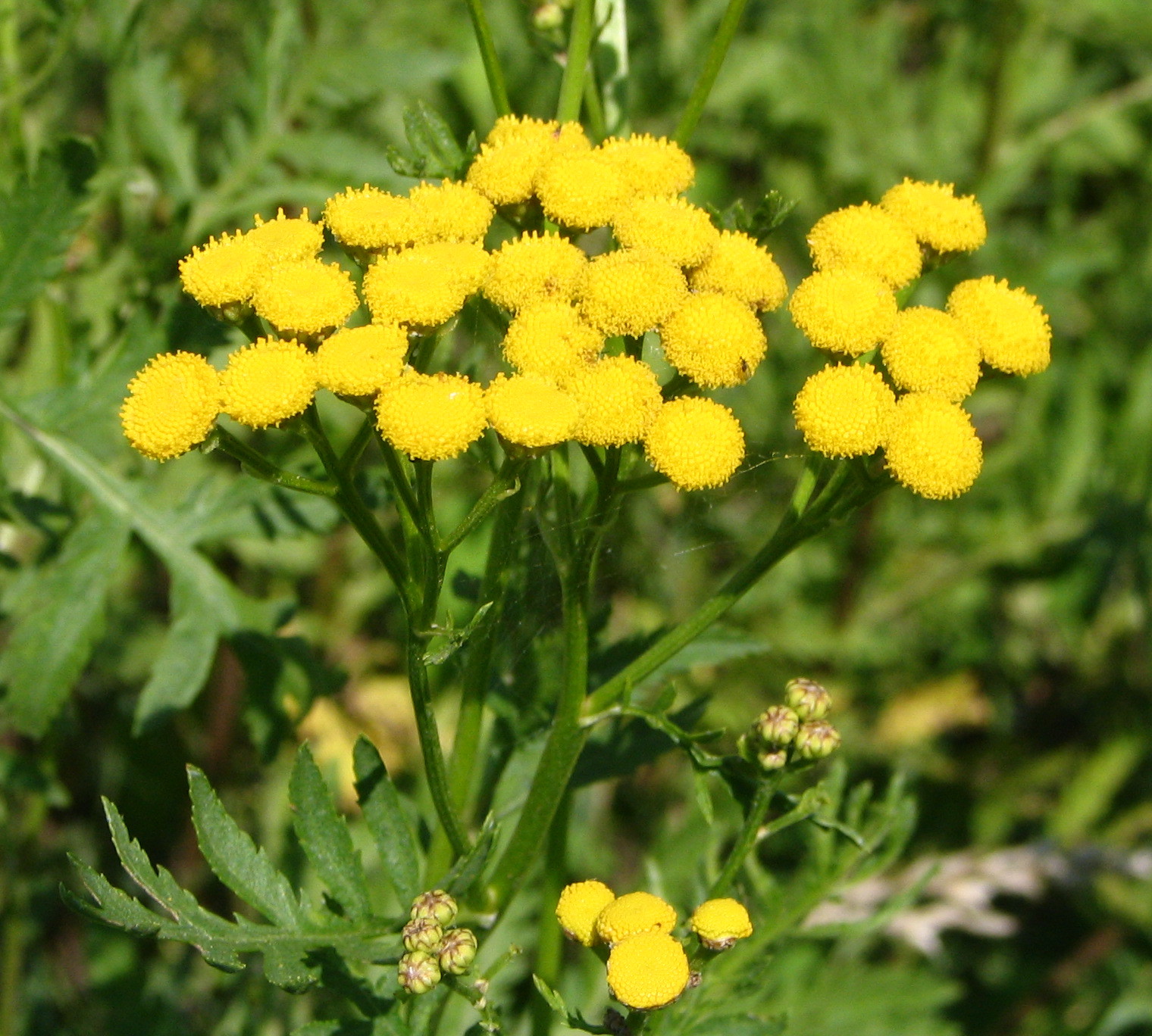 1000 Tansy Seeds – Tanacetum vulgare – Perennial Flower Seeds
