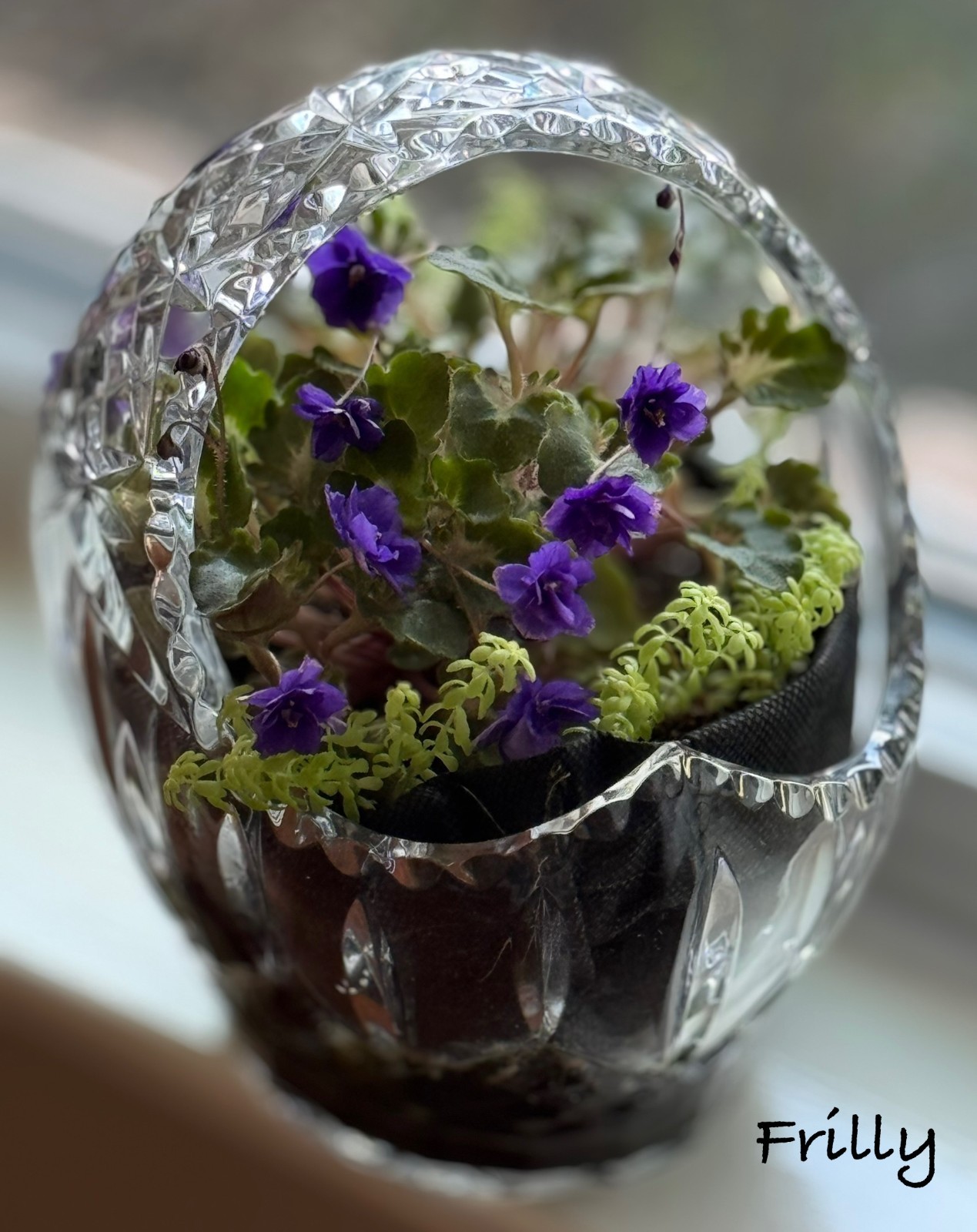 Assorted LEAVES of African Violet Mini/Semi/Standard/Trailers