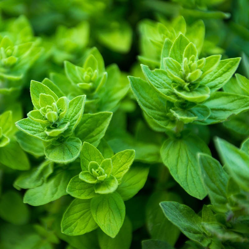 50 Common Italian Oregano NON GMO Organic Free Shipping & Tracking
