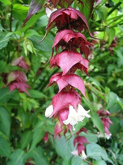 HIMALAYAN HONEYSUCKLE BUSH 200 SEEDS HARDY PERENNIAL mariesgreengarden