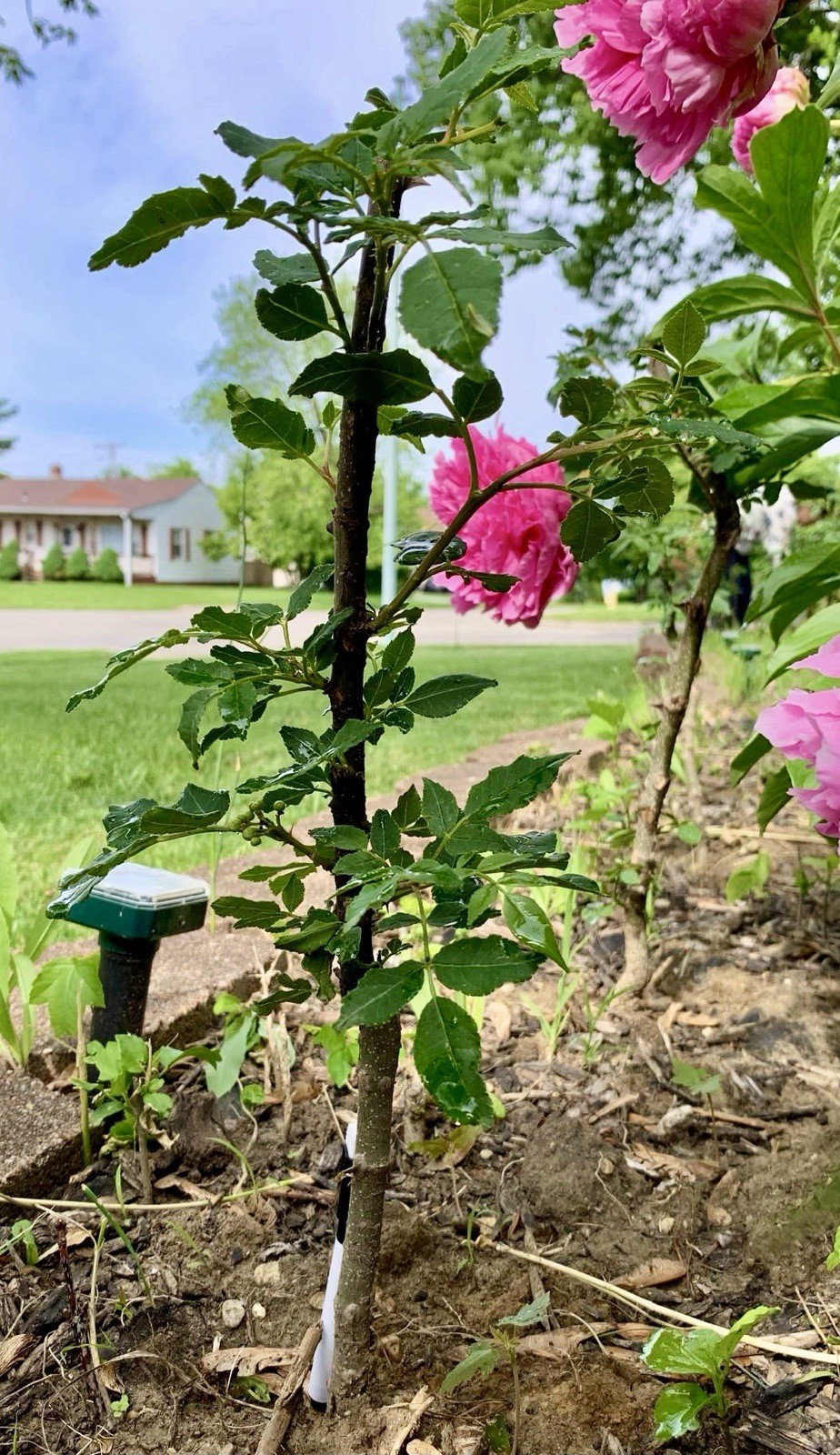 Chinese Pepper tree “Zanthoxylum” 2-3 Years Old With Roots New Leaves 15”-20”H