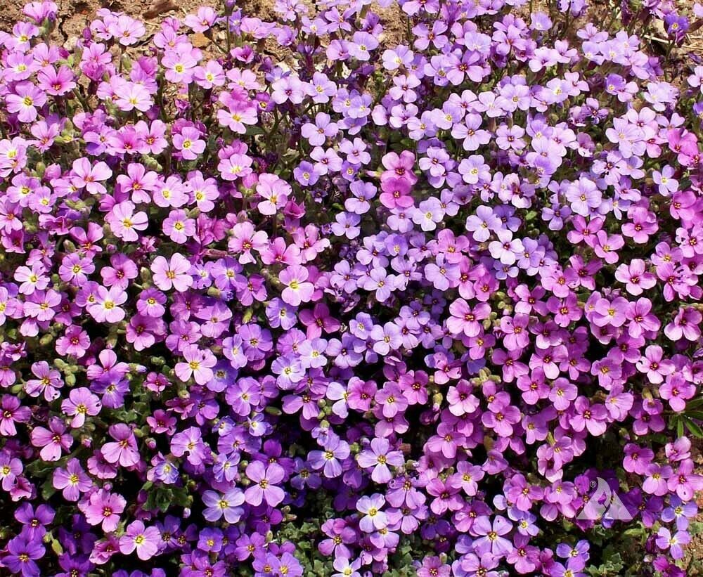 Groundcover ROCK CRESS MIXED COLORS Perennial Purple & White Non-GMO 1000 Seeds