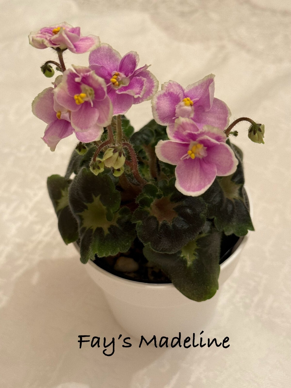 Assorted LEAVES of African Violet Mini/Semi/Standard/Trailers