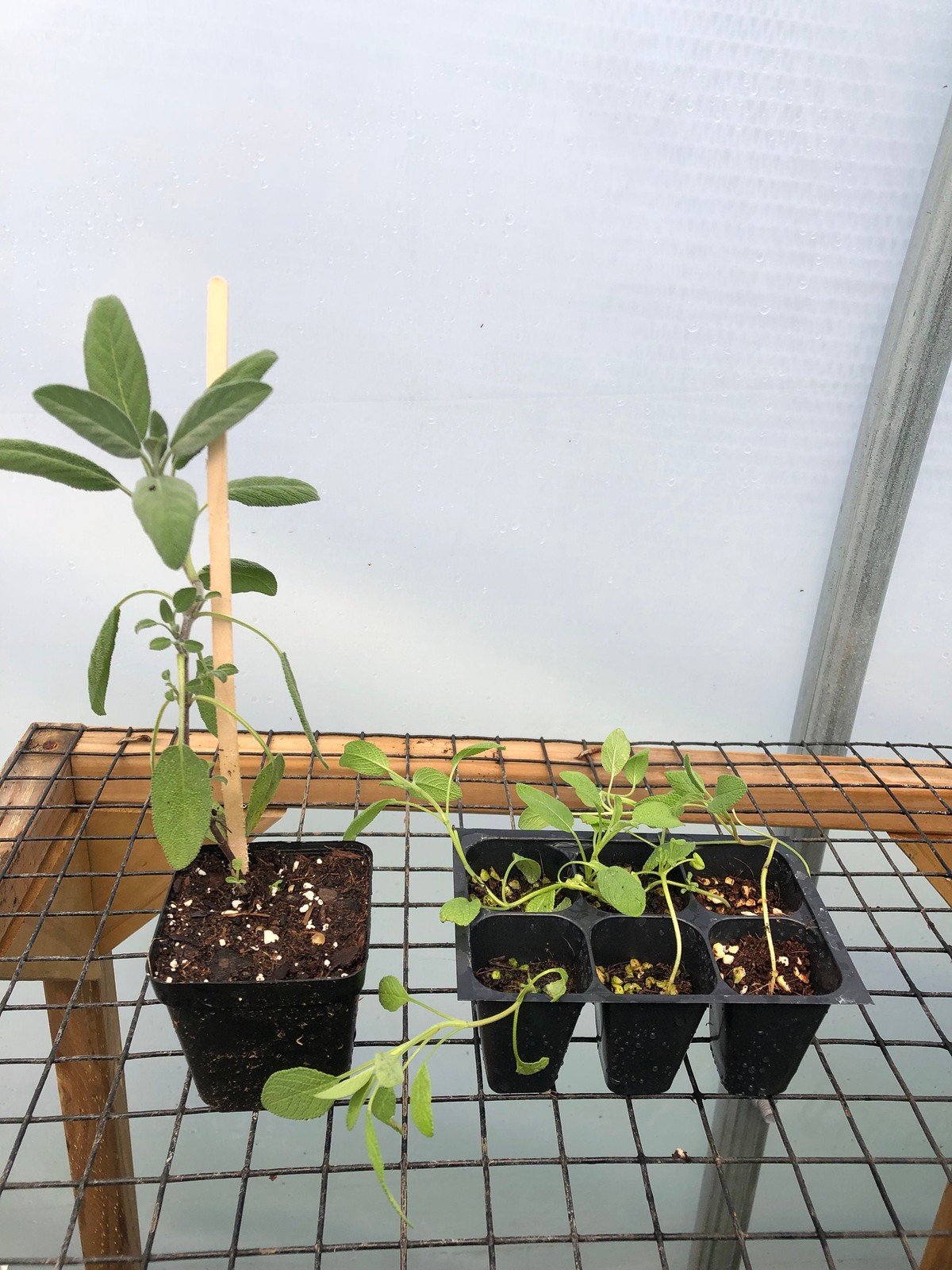 Sage Live Plant – Seedlings/Plugs and Plants – 3″- 12″ tall – 30-60+ days old