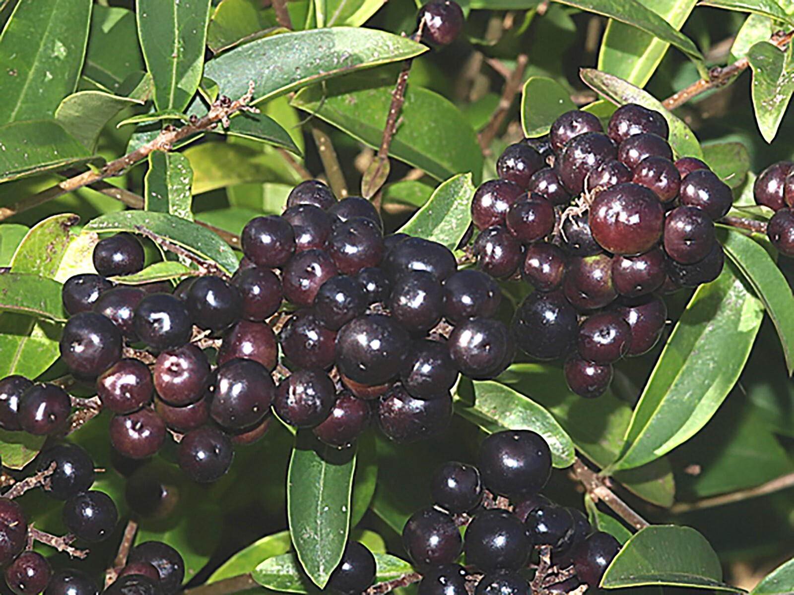 Privet Shrub, Ligustrum vulgare Seeds