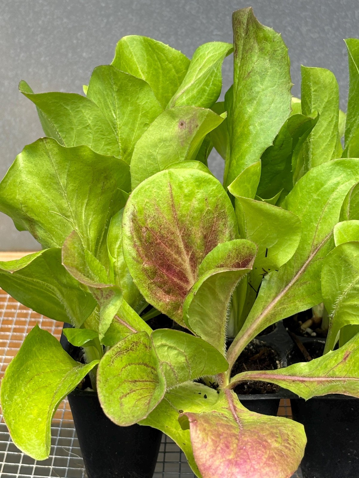 Radicchio Live Plant – Seedlings/Plugs and Plants – 3″- 12″ tall – 30-60+ days