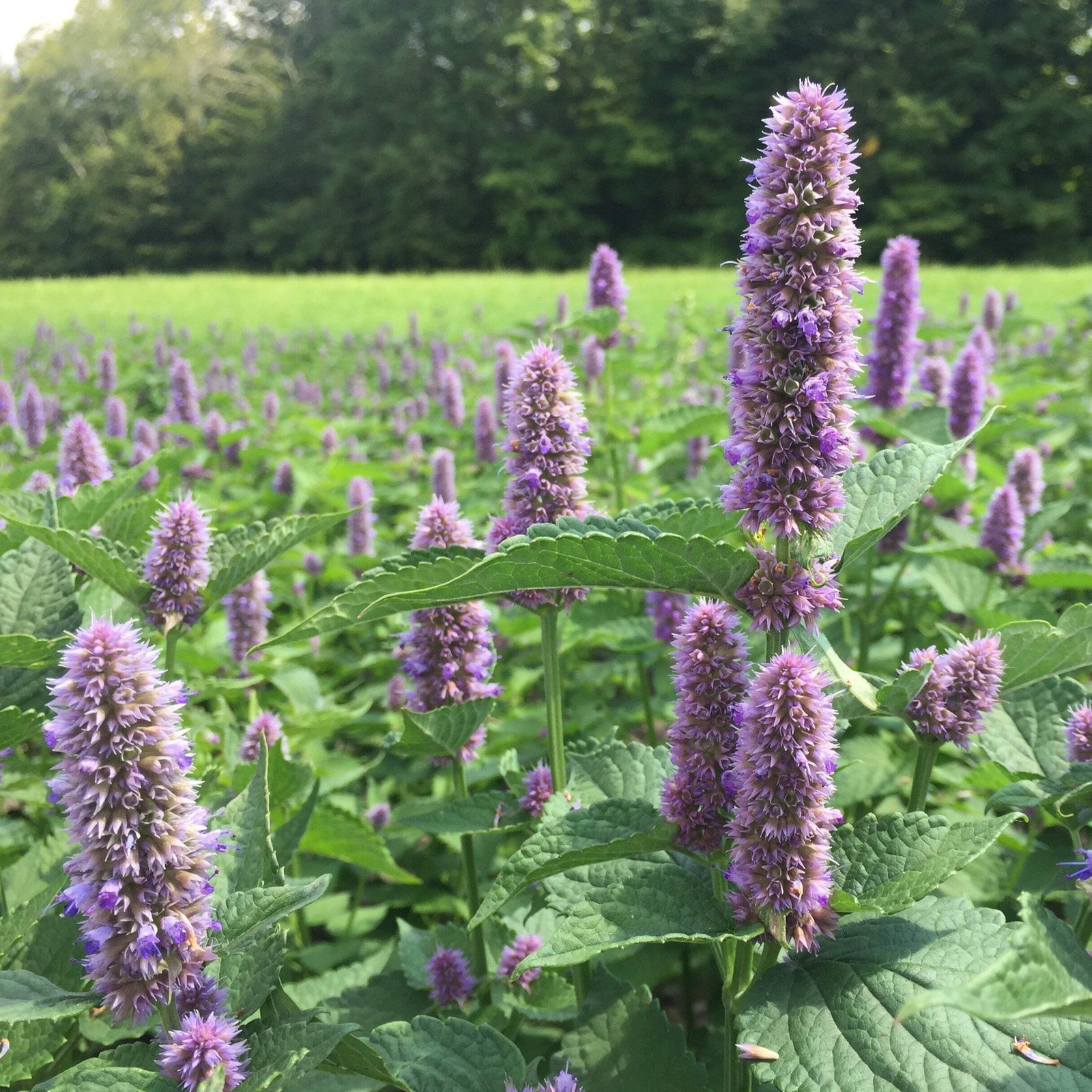Anise Hyssop Seeds (Agastache foeniculum) ~Traditional Herb Native Pollinator