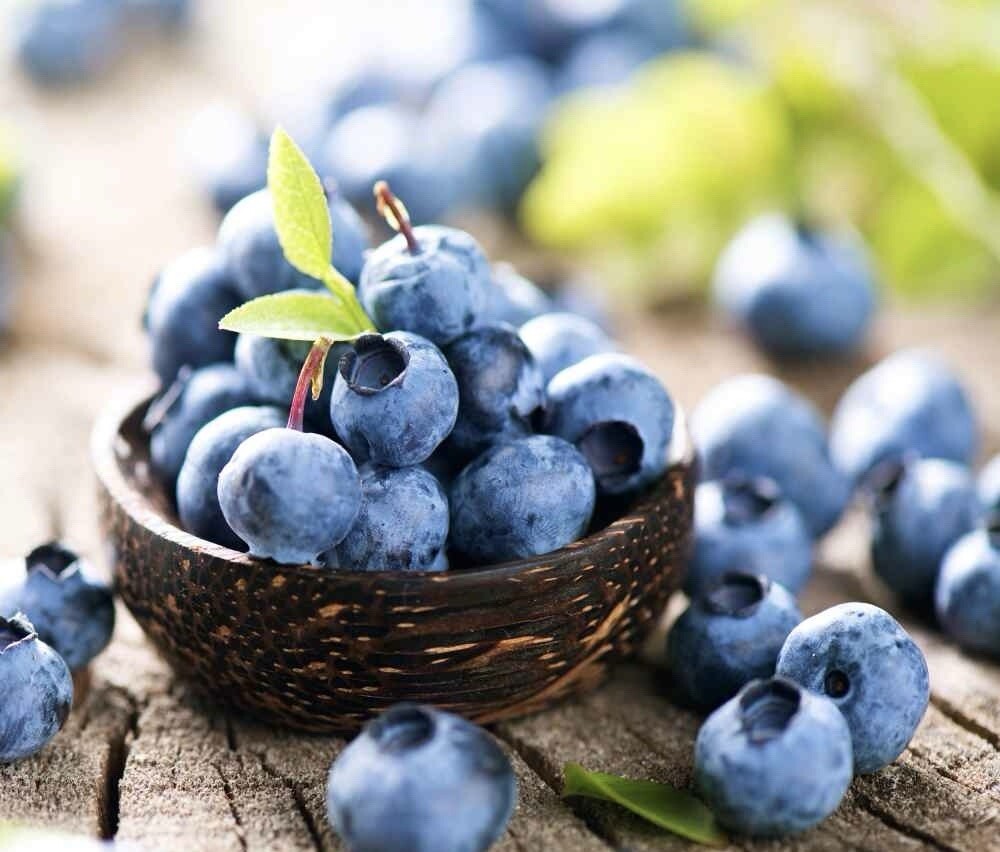 100+ Southern BLUEBERRY FRUIT SEEDS – Highbush (Vaccinium corymbosum) USA !