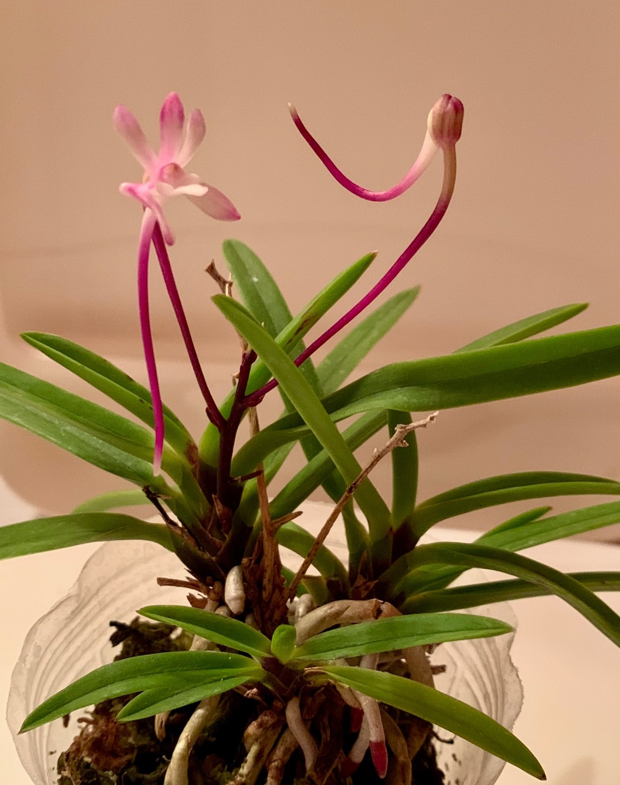 VANDA FALCATA OIRAN MISHOU ORCHID FRAGRANT in FLOWER & in BUD