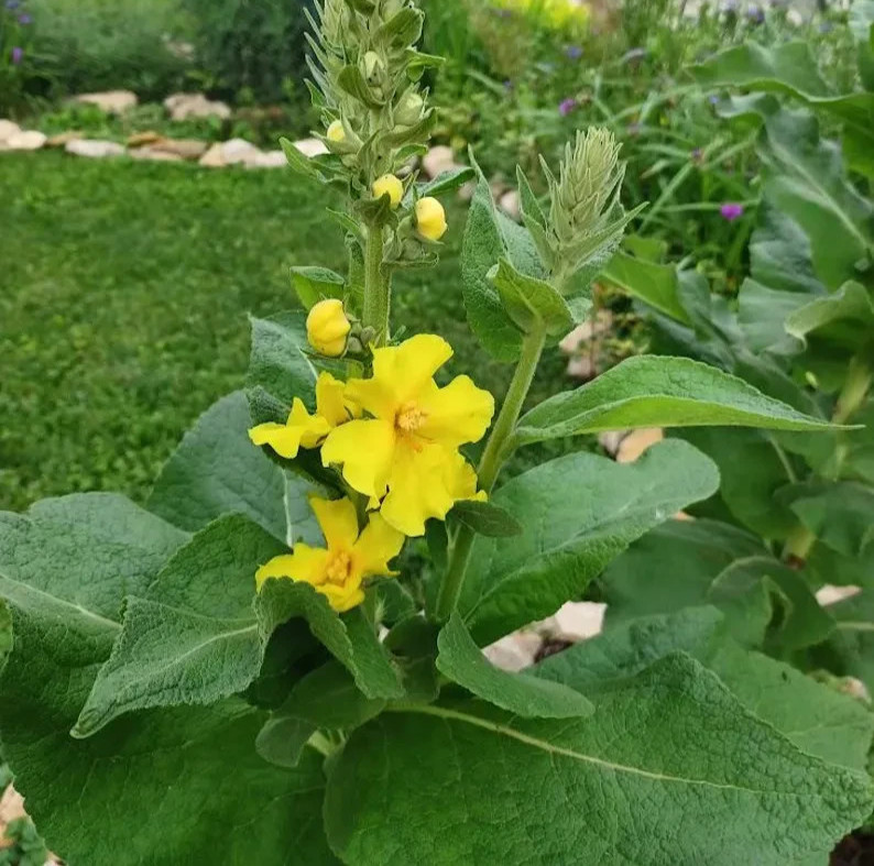Mullein Seeds 100 or More Per Package ~Non-GMO~USA Easy To Grow