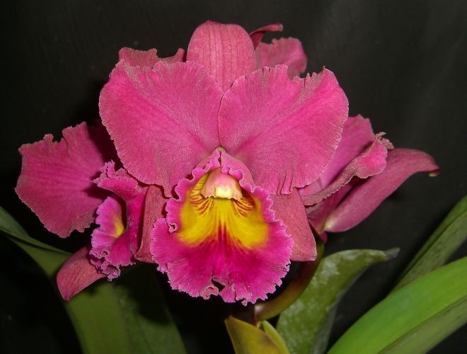Orchids laelia Cattleya OV3181 Pot. Rainbow x Blc. Goldenzelle–Flasks
