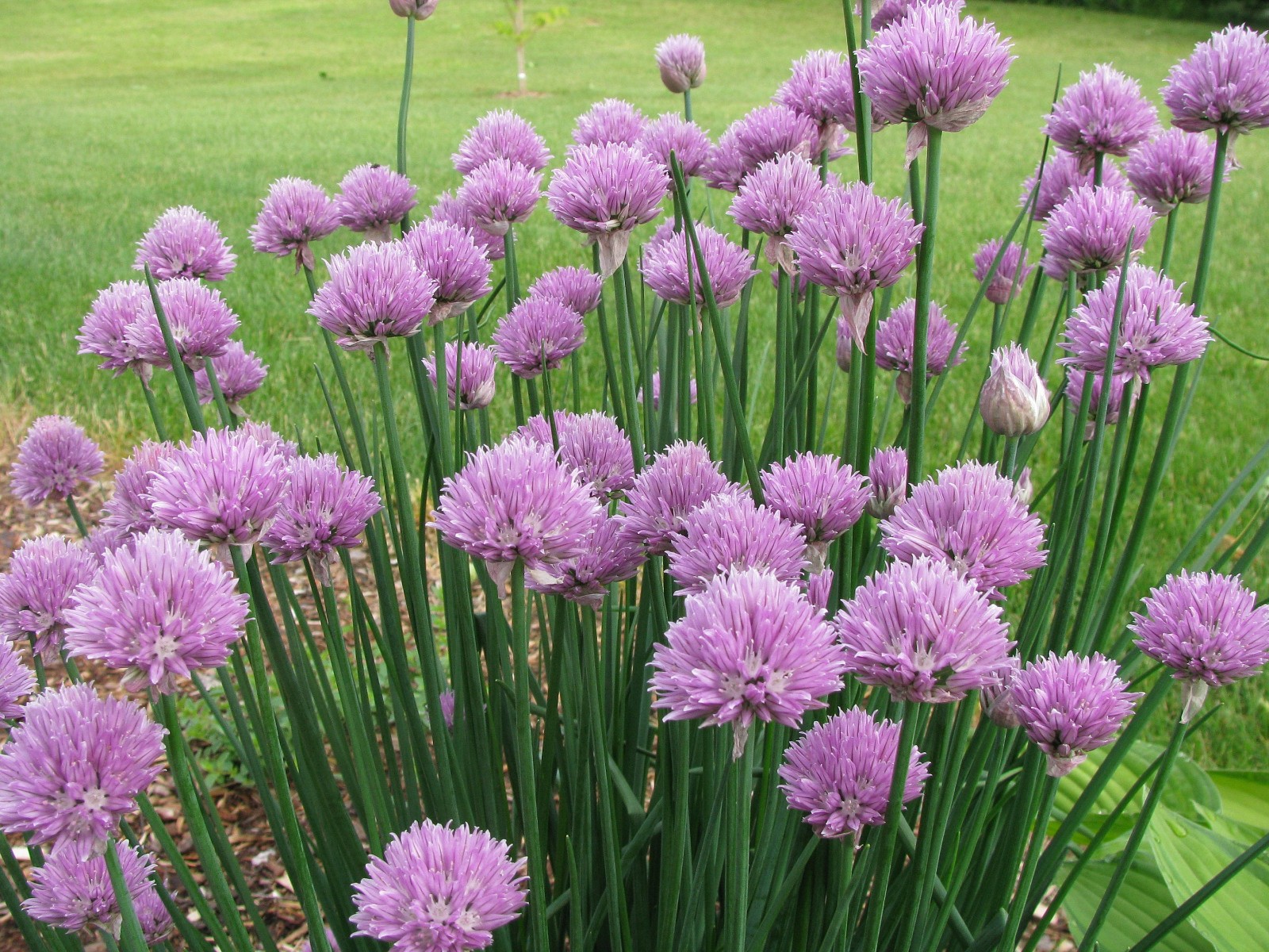 Chives Seeds Allium schoenoprasum Free Shipping!