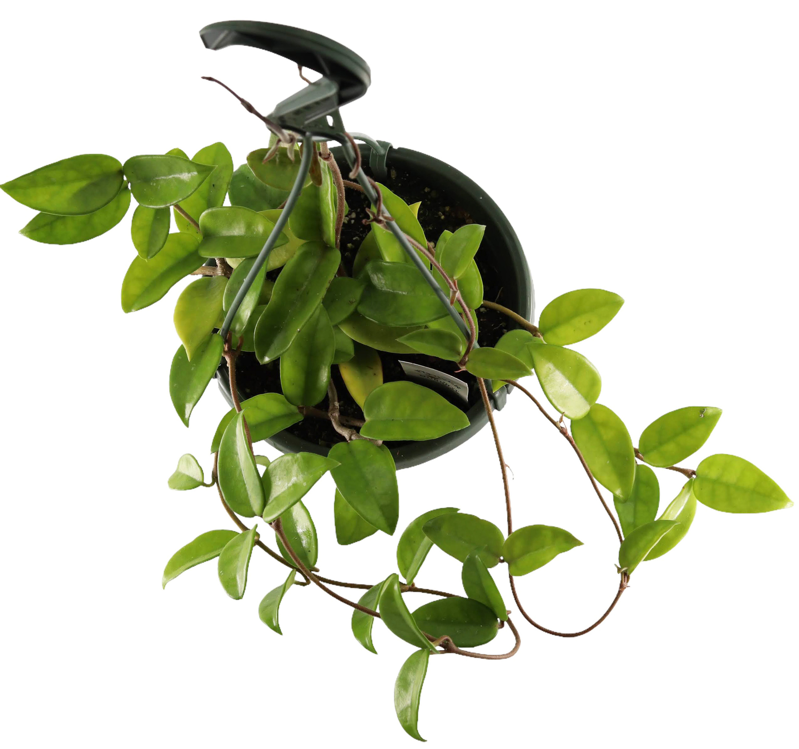 FlowerPotNursery Green Hoya Wax Plant Hoya carnosa Green 6″ Hanging Basket