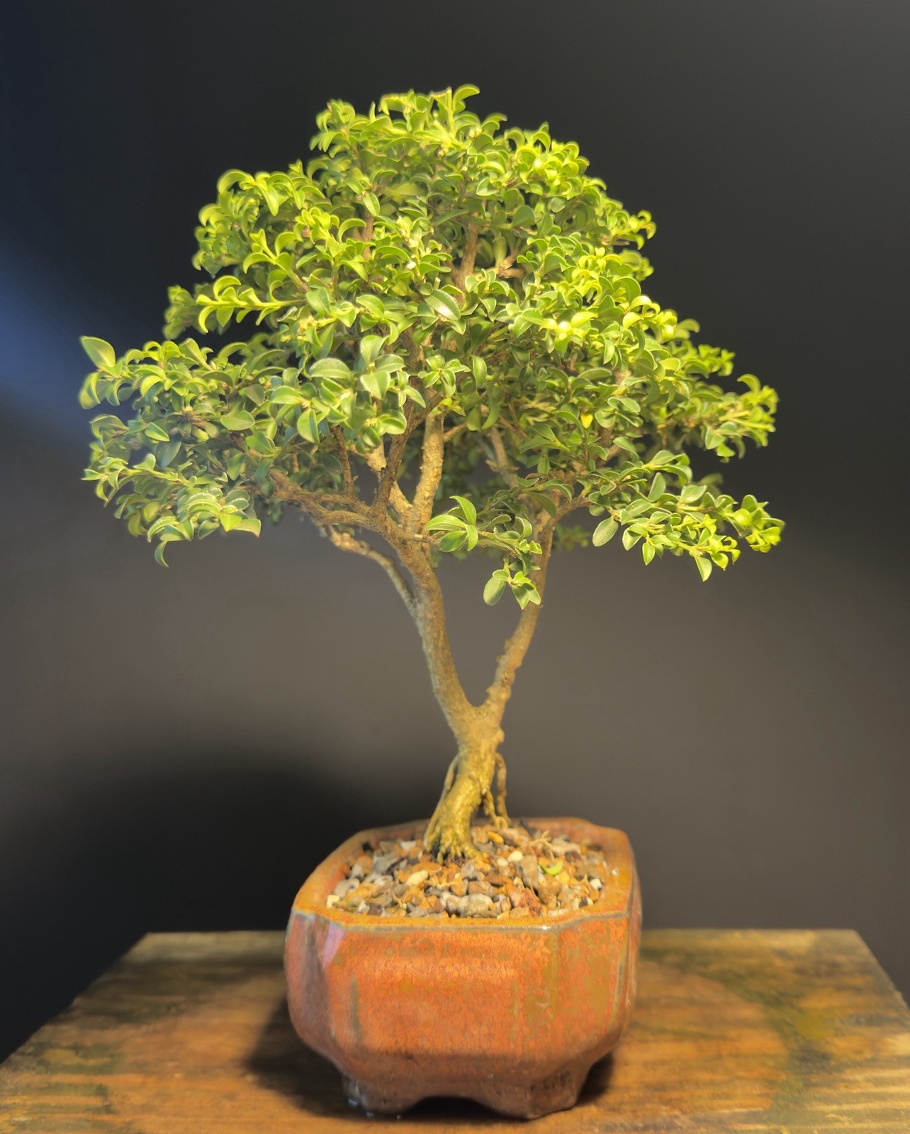 Bonsai Tree Kingsville Boxwood 12 Years Old 9” Tall Chinese Glazed Pot