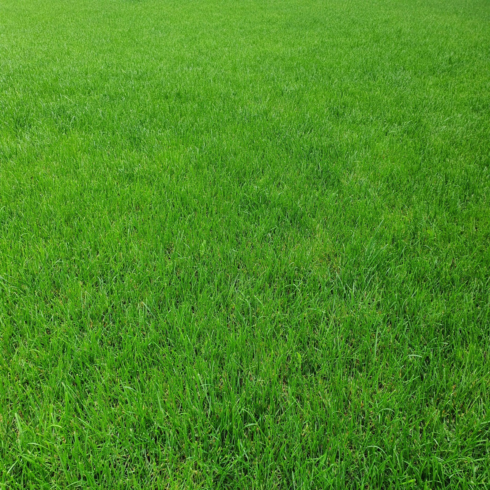 Zoysia Grass Seed Bulk 1/4lbs – Over 10,000 Seeds for a Lush, Dense Healthy Lawn
