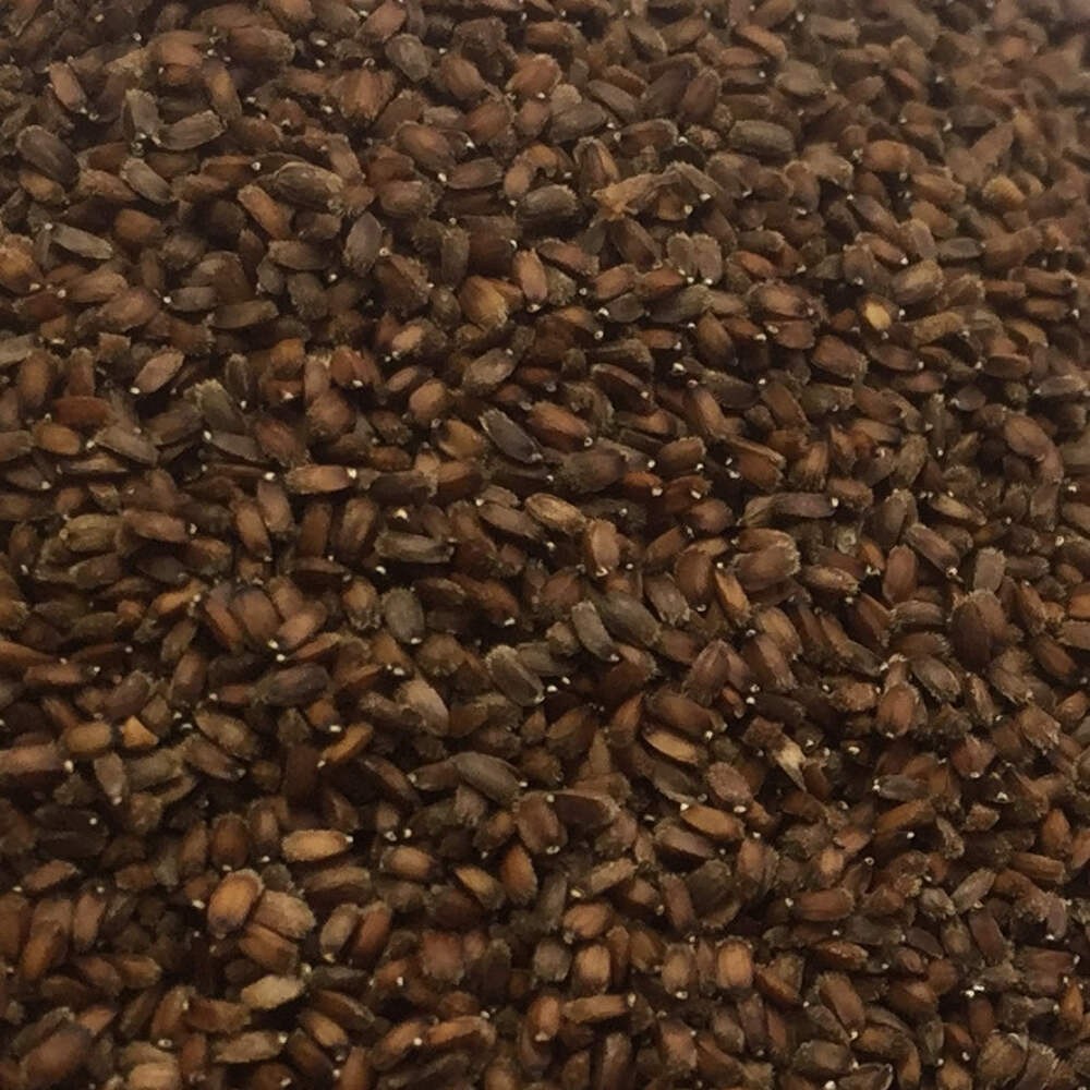 Anise Hyssop Seeds (Agastache foeniculum) ~Traditional Herb Native Pollinator