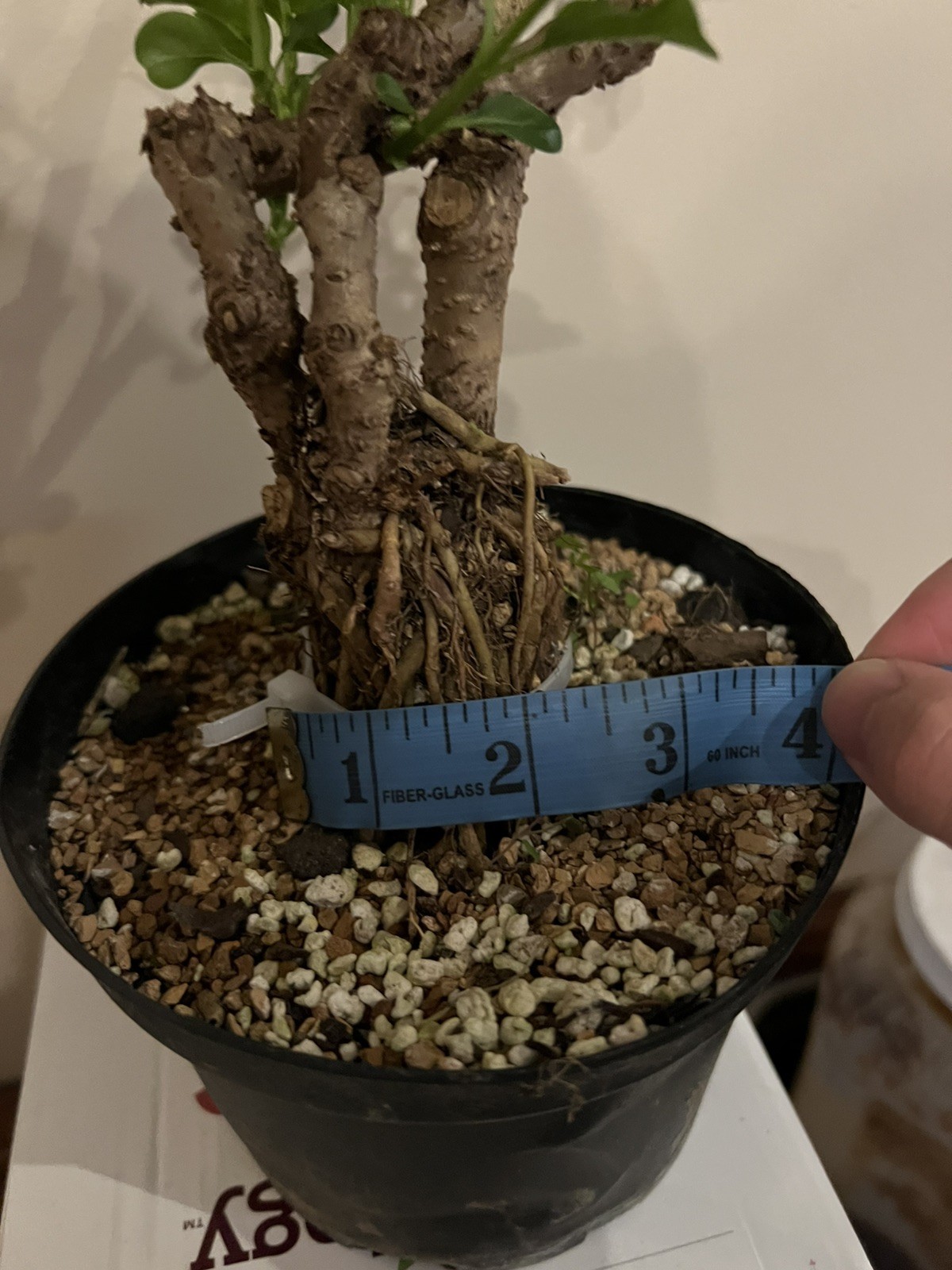 Yellow Forsythia Pre-Bonsai 12” Tall 2”Trunk 7 Years Old Healthy Live Plant