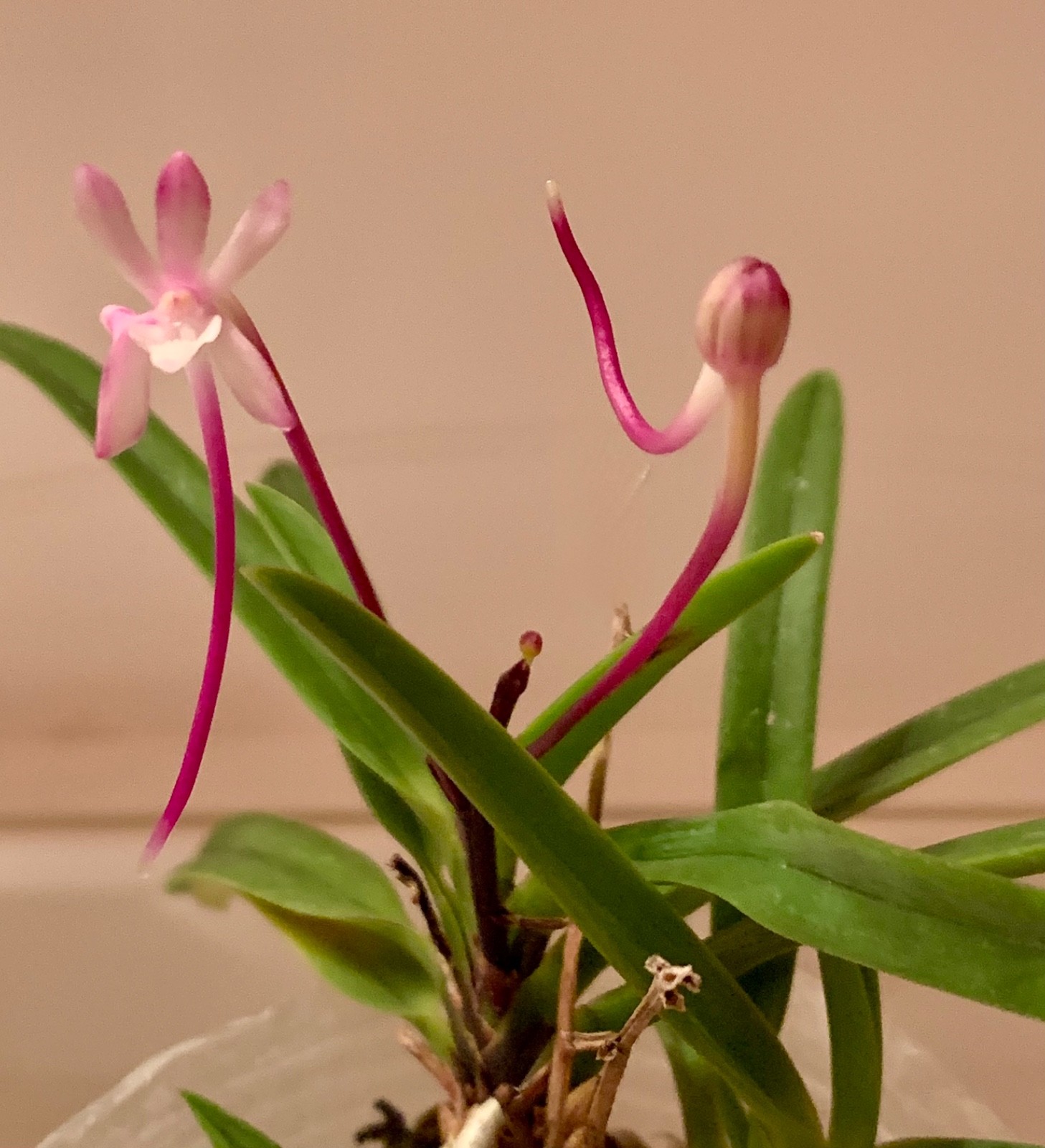 VANDA FALCATA OIRAN MISHOU ORCHID FRAGRANT in FLOWER & in BUD