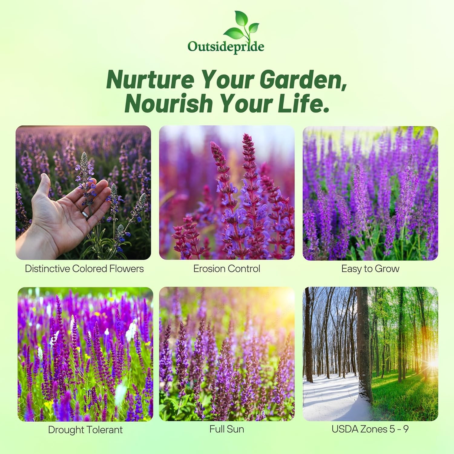 1000 Seeds Salvia Officinalis Sage Drought Tolerant Xeriscaping Herb Plant Seeds
