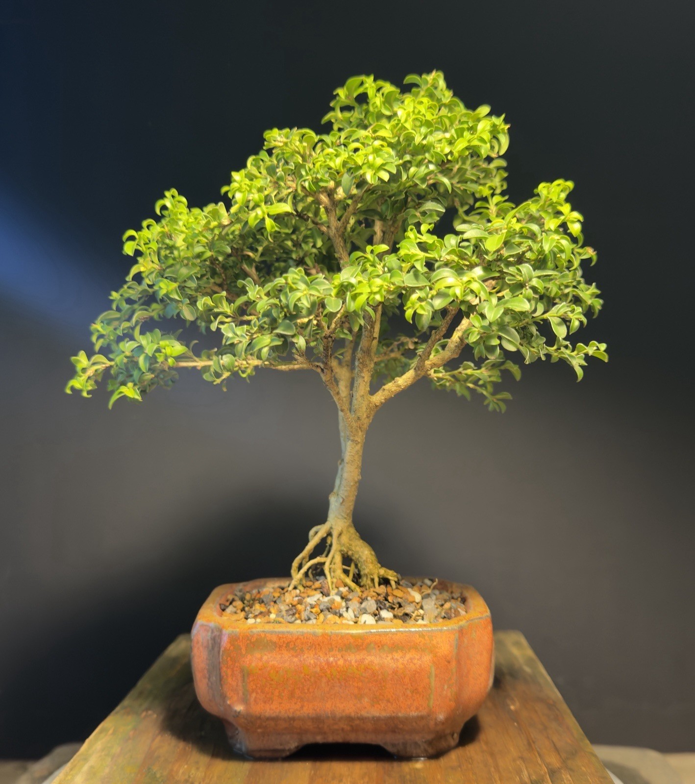 Bonsai Tree Kingsville Boxwood 12 Years Old 9” Tall Chinese Glazed Pot