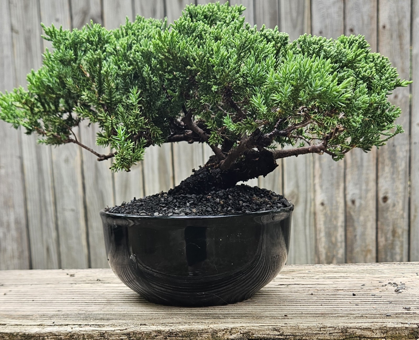 Japanes Juniper Bonsai In 6 Inch Ceramic Pot. 12 Year Old Beauty.