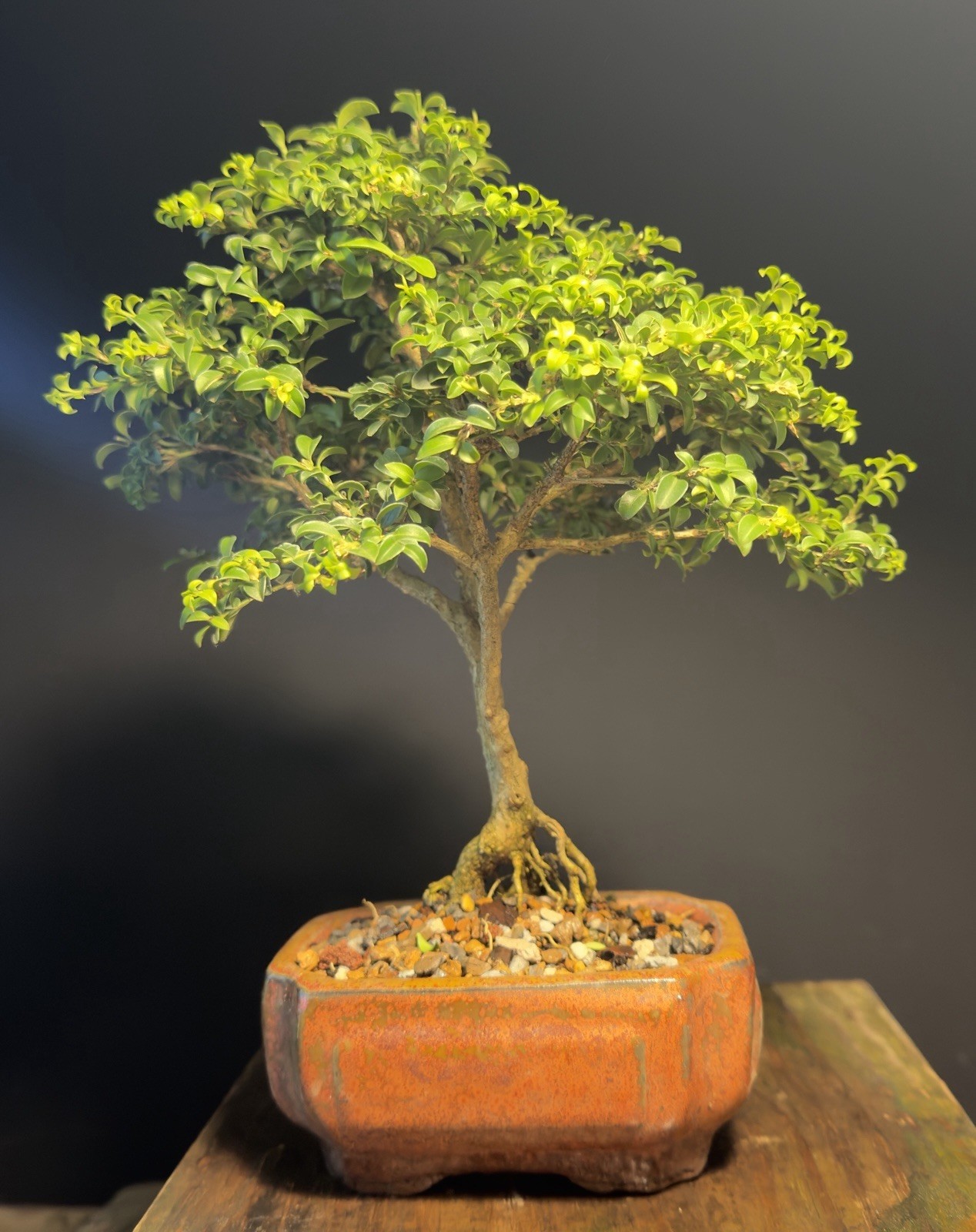Bonsai Tree Kingsville Boxwood 12 Years Old 9” Tall Chinese Glazed Pot
