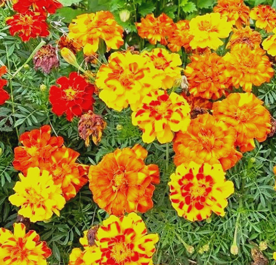Sparky Mix Marigold Seeds 100+ Seeds NON-GMO BUY 4 GET FREE SHIPPING!!!!!!!!!!