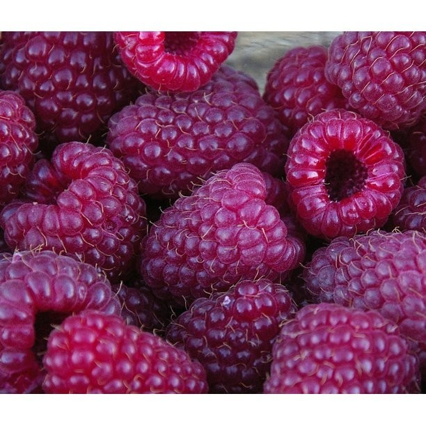 3 Raspberry Plants “Royalty Purple” (3 Lg 1 Year Old Plug Plants) Zones: 5-9