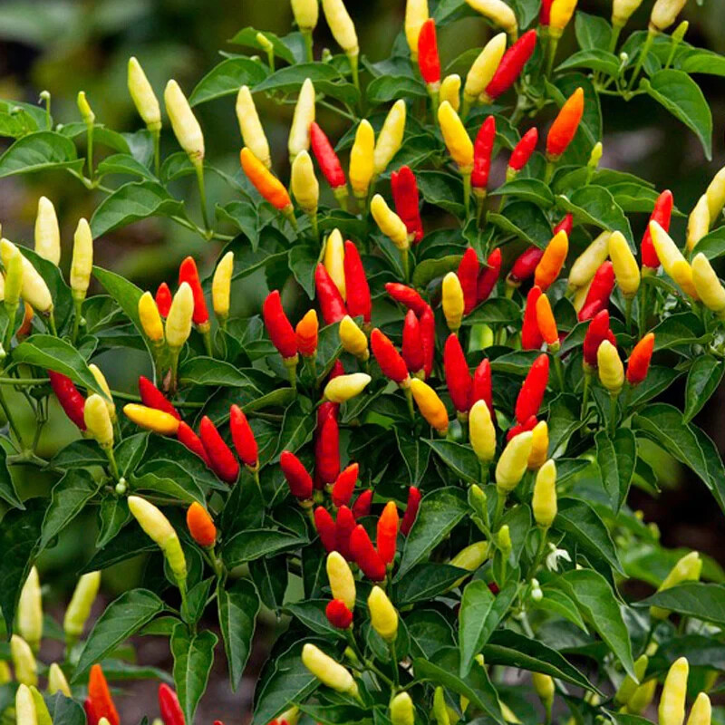 25 TABASCO PEPPER SEEDS (NON-GMO SEEDS!) ~ heirloomseedguy ~ NON-GMO ~ 2026