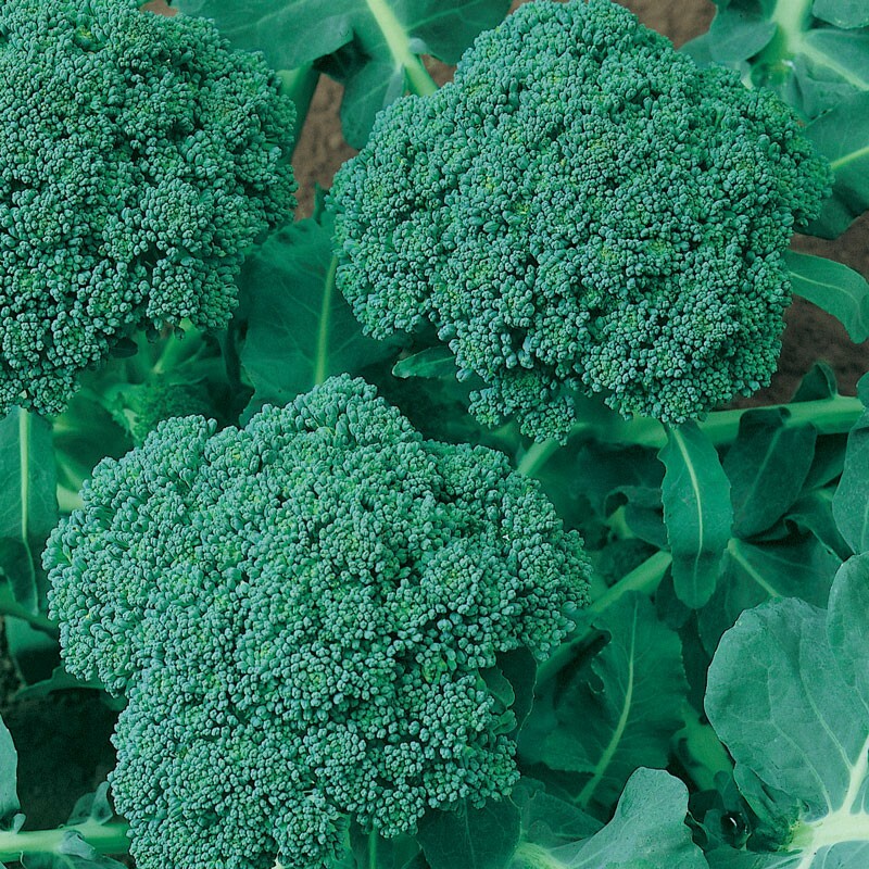 Calabrese Broccoli Seeds, NON-GMO, Cruciferous, Variety Sizes, FREE SHIPPING