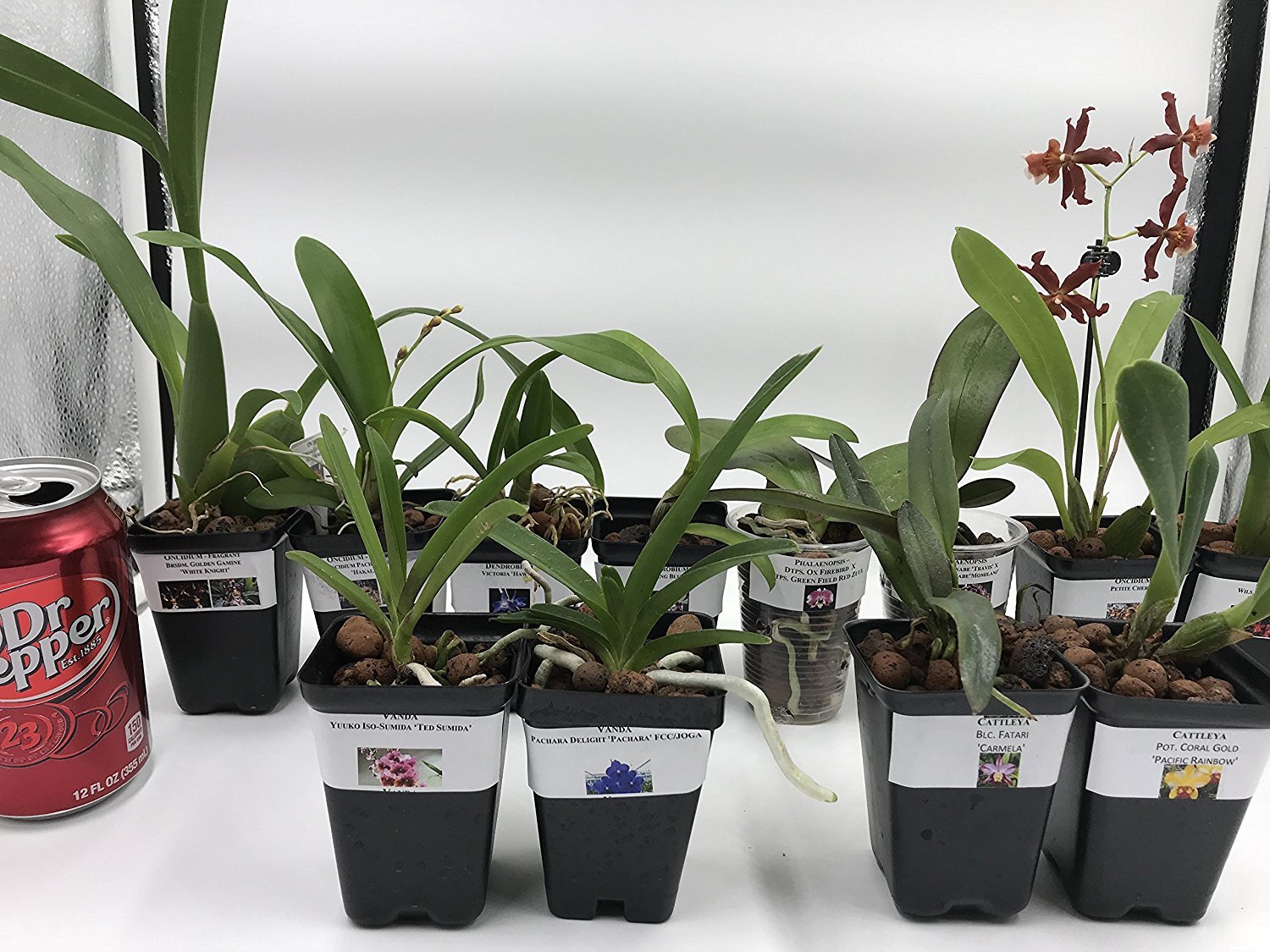 5+ Live Orchids (Cattleya,Oncidium,Dendrobium,Vanda,Phalaenopsis)