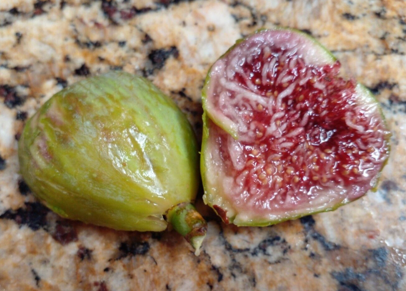 Pote Tresa Fig Tree – 2 Cuttings – Delicious Swiss Fig with Beautiful Coloring