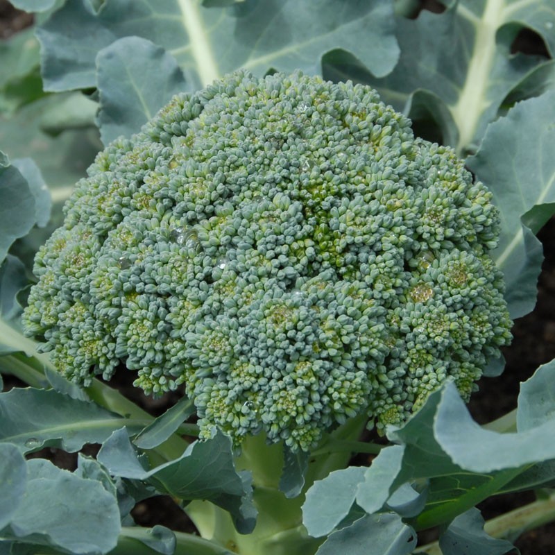 Calabrese Broccoli Seeds, NON-GMO, Cruciferous, Variety Sizes, FREE SHIPPING