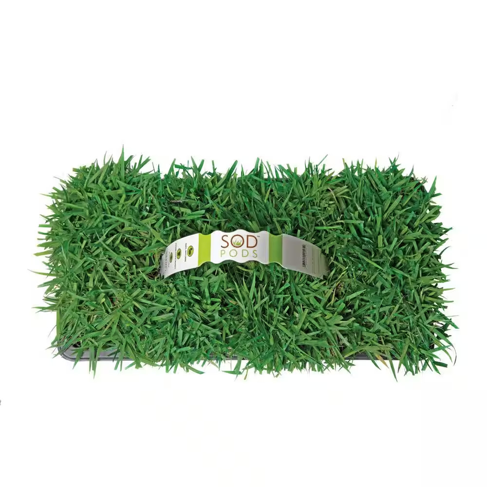Zoysia Grass Sod Plugs (32-Count) Natural, Affordable Lawn Improvement
