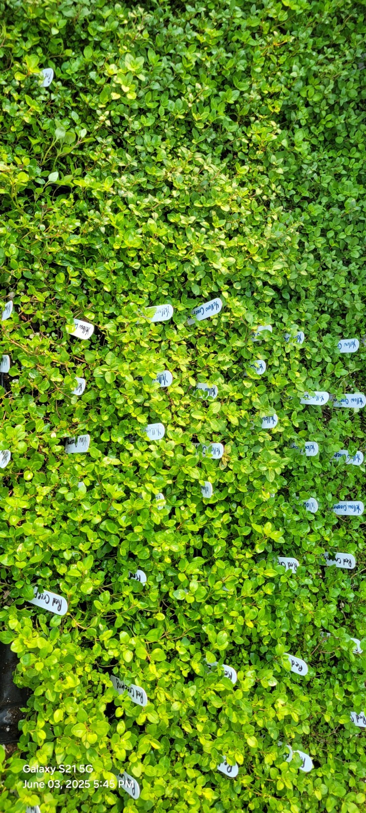 Creeping Thyme Live Plant, 4″ Pot Ground Covering Plants 6 Colors Available