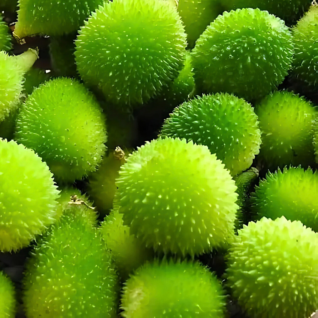 Fresh Kantola | 10 Seeds | Spiny Gourd | Kakrol | Heirloom Non-GMO | Asian Seeds