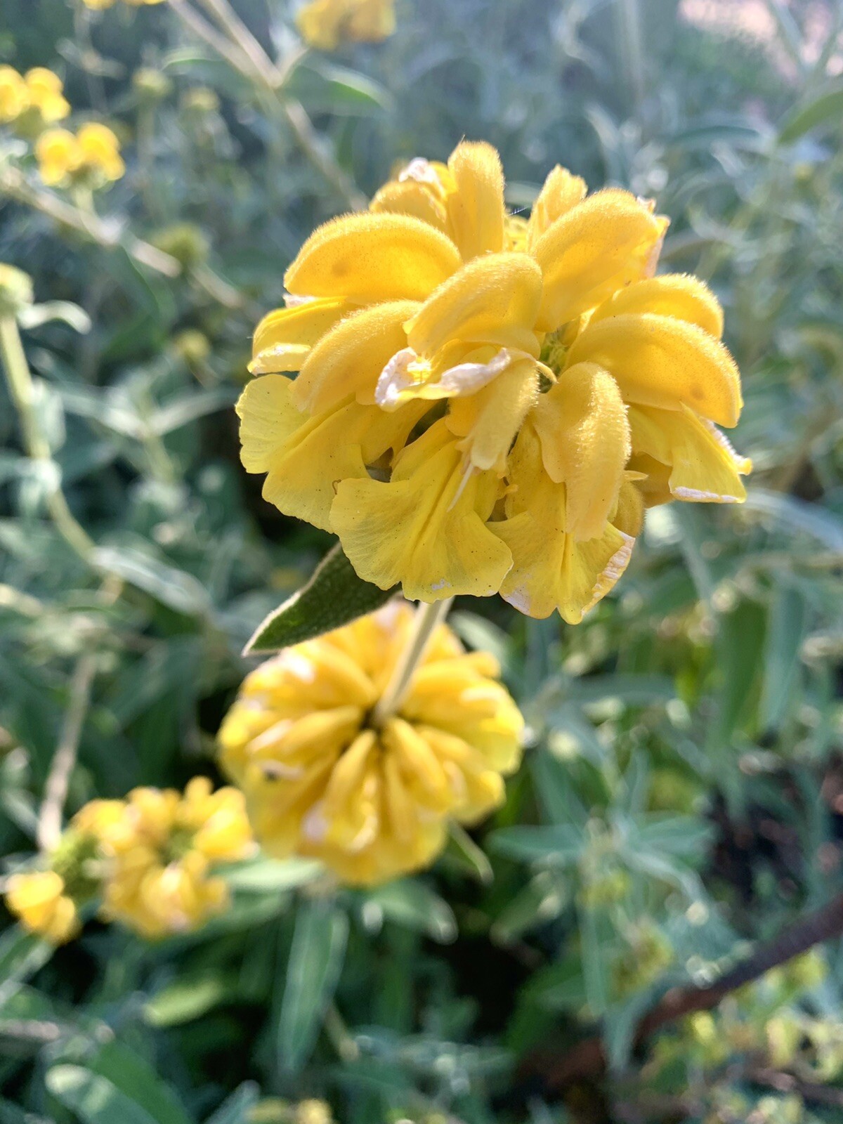 Shrubby Jerusalem Sage, Phlomis Fruticosa – 50 seeds 2024 – USA