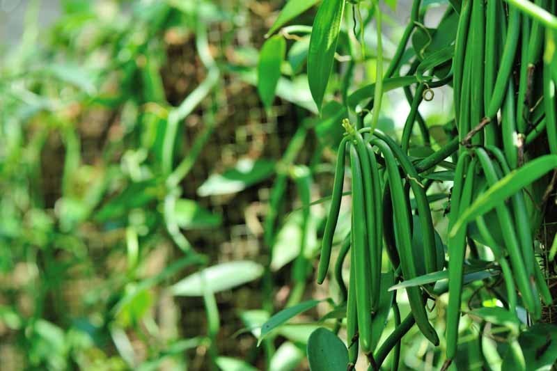 Vanilla Bean Orchid (v. planifolia) – 1 TC Plant Plug -1-3 in.- Rare Edible!!!