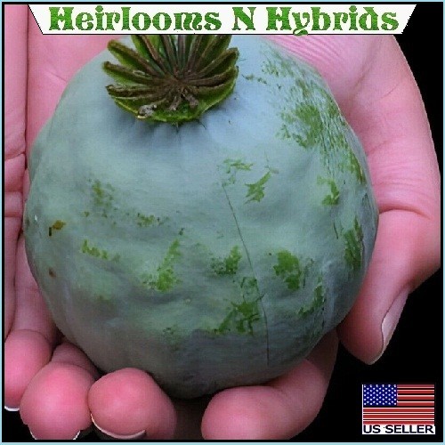 5,000 The Giant Rattler Papavear Somniferum Giganteum Poppy Seeds For Planting