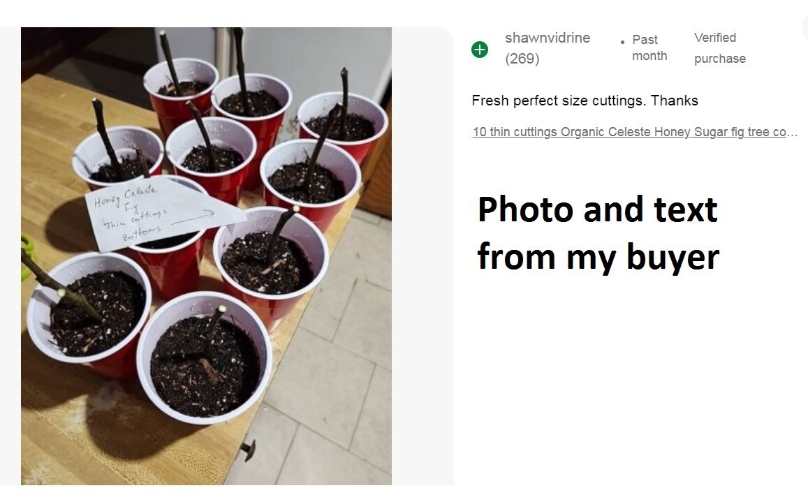 10 cuttings of Super-producer, Organic Celeste Honey Sugar fig tree cold hardy