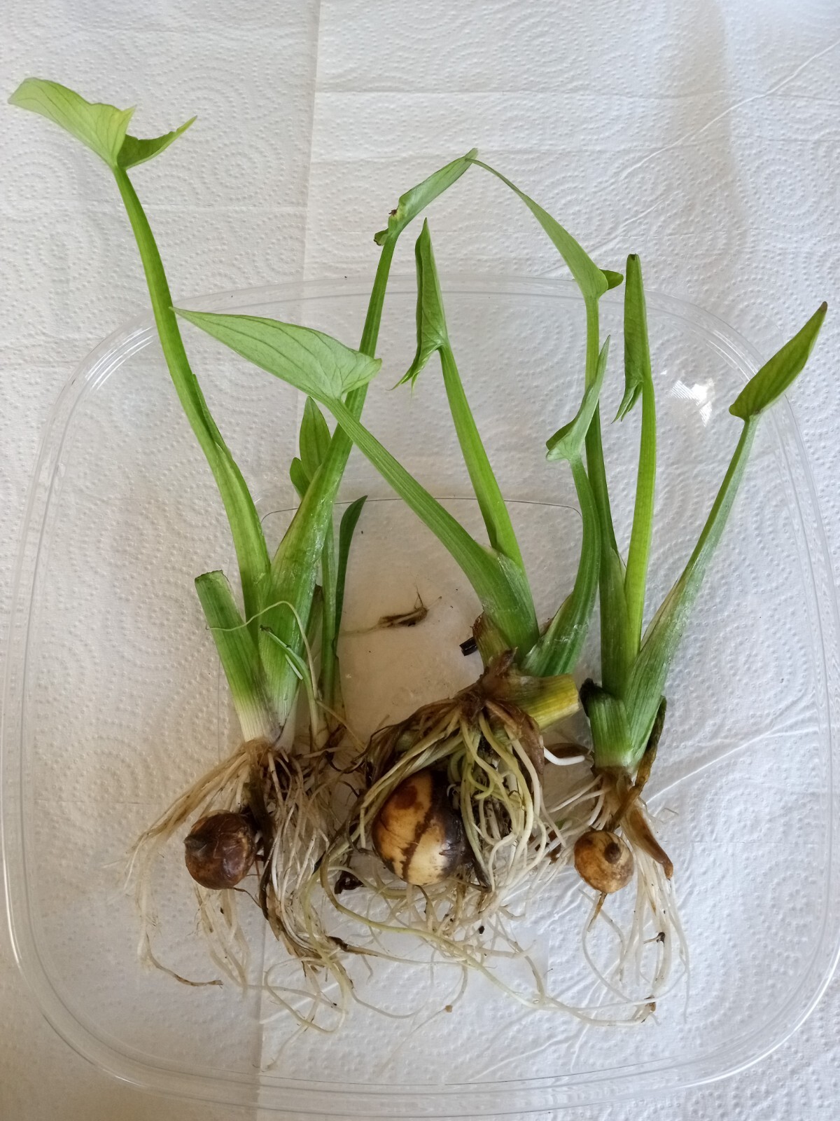 1 Edible Aquatic Broadleaf Arrowhead 茨菇 Sagittaria Latifolia Water Garden Plant