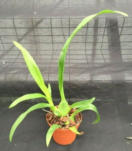 Oncidium Heaven Scent ‘Sweet Baby’, Fragrant, Orchid Plant Shipped in 2.5″ Pot