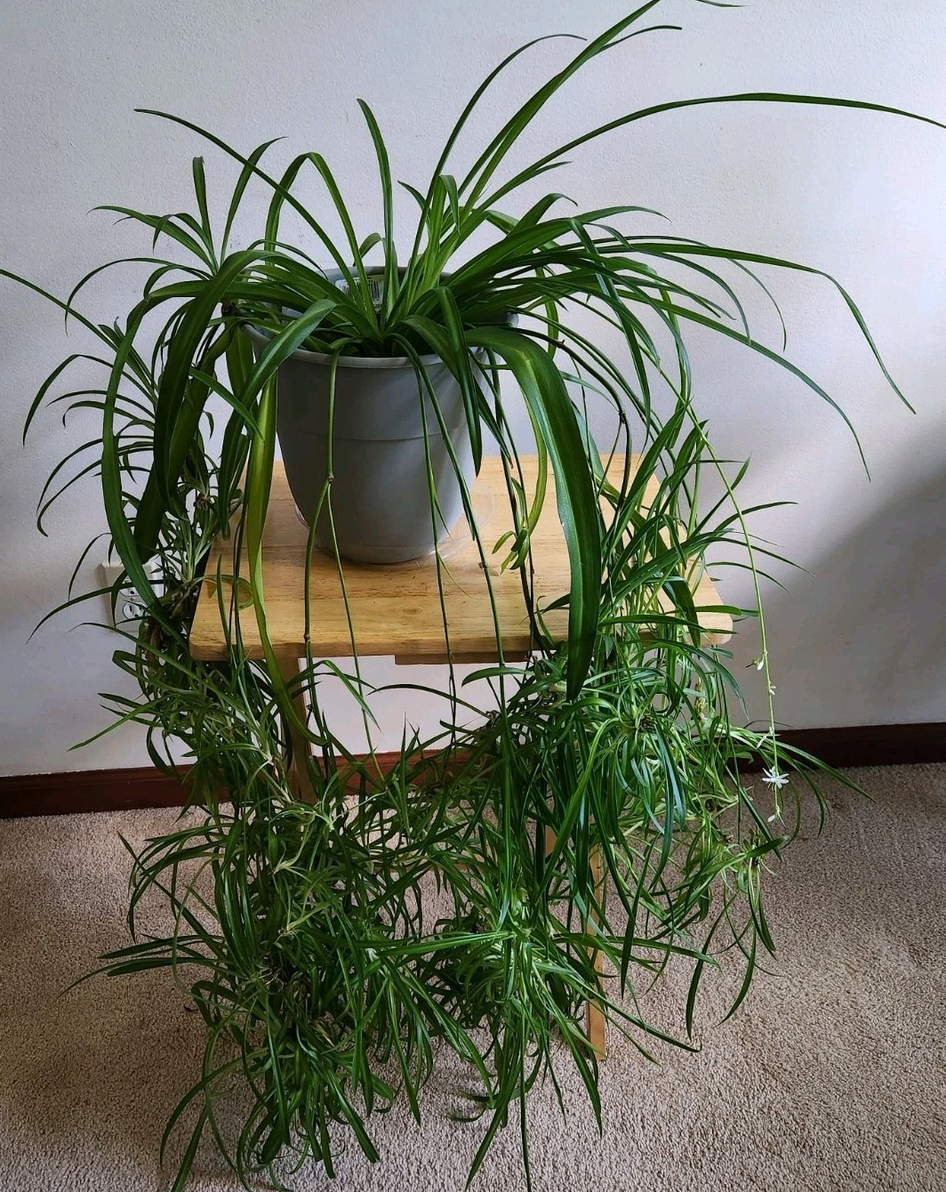 5x Spider Plant Live Babies Chlorophytum Offshoots Solid Green leaves