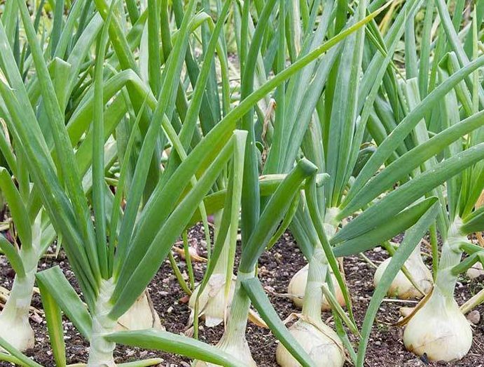 500 Treated Vidalia Sweet Onion Seeds Non-GMO Heirloom Free Shipping