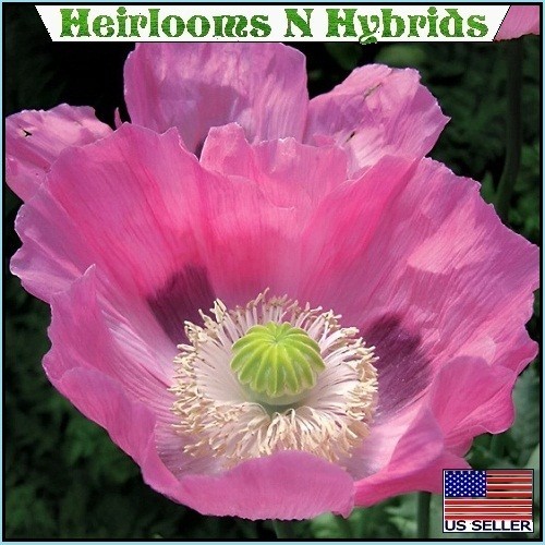 5,000 The Giant Rattler Papavear Somniferum Giganteum Poppy Seeds For Planting