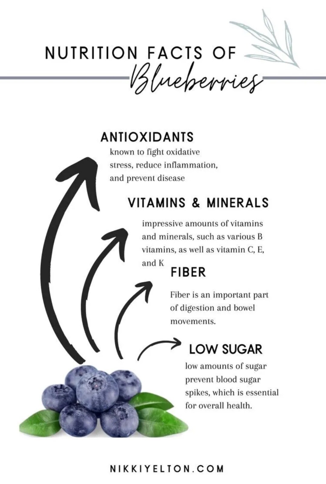 Blueberry Fruit Seeds Homegrown Organic Edible Garden NonGMO TX USA Free Ship
