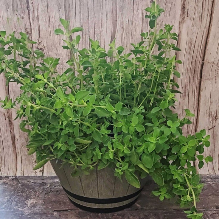 50 Common Italian Oregano NON GMO Organic Free Shipping & Tracking