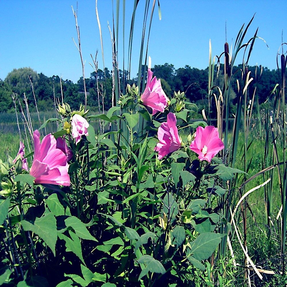 20 Pink Swamp Mallow Rose Seeds “LARGE FLOWER” Hardy Hibiscus Fast Garden Plant
