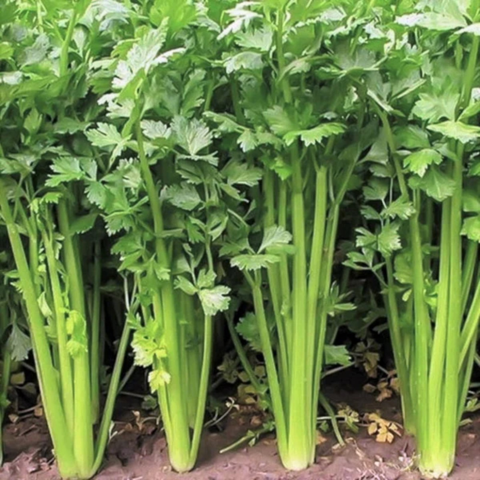 3000 Chinese Celery Seeds Small Leaf Celery Herb Seeds for Home Garden