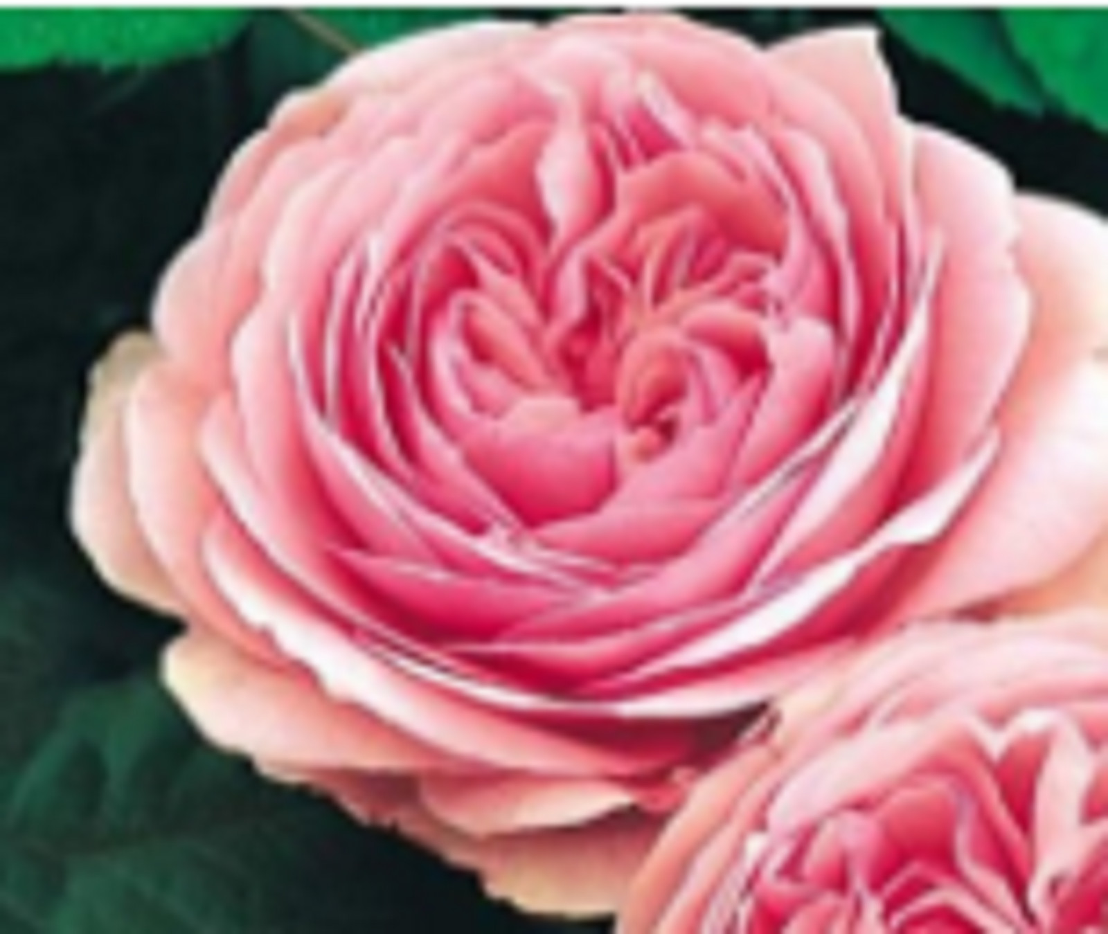 RARE ENGLISH ROSE plant Bush 5 SEEDS – Combined Shipping ( USA seller )